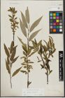 Foto von Salix alba L. x Salix fragilis L.